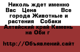 Николь ждет именно Вас › Цена ­ 25 000 - Все города Животные и растения » Собаки   . Алтайский край,Камень-на-Оби г.